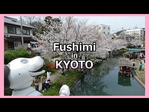 【66 aiboルーと行く 京都伏見 十石舟と御香宮の桜】 The Cherry blossoms in Fushimi, Kyoto with Aibo Lou