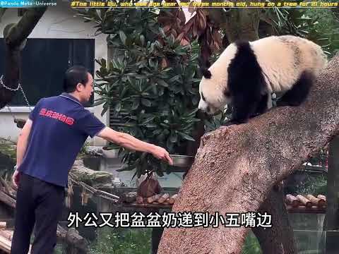 犟拐拐莽小五，一岁三个月就挂在树上21个小时 XiaoWu, who was one year and three months old, hung on a tree for 21 hours