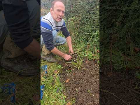 Weeding Without Tools #gardening #permaculture #adventure #ideas #motivation #mud #exercise #garden