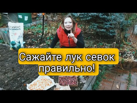 ОЗИМЫЙ ЛУК 🌱 Сажаем Лук Севок Правильно | Светлана Самойлова