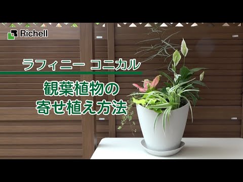 【生産終了】ラフィニーコニカル｜ 観葉植物の寄せ植え方法 【リッチェル公式 園芸用品】