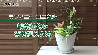 【生産終了】ラフィニーコニカル｜ 観葉植物の寄せ植え方法 【リッチェル公式 園芸用品】