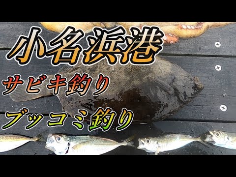 【小名浜港釣り】福島県小名浜港でサビキ釣り、ブッコミ釣りで多彩な魚達が！？