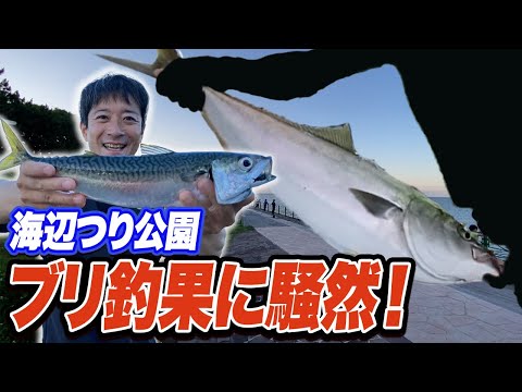 【横須賀海辺つり公園】大サバやF5タチウオがぽこぽこ釣れ最後にはブリも！(2024/6/12)