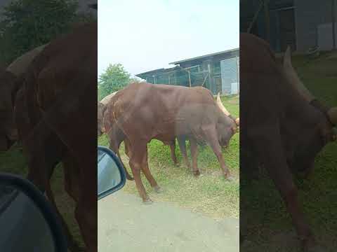 The Big Cow 🐄 🐄 🐮#cow #cows #farm #cowsofinstagram #cattle #animals #nature