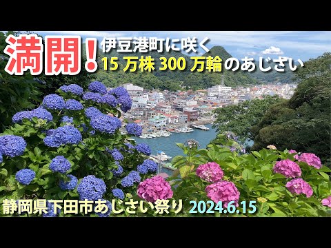 【下田あじさい祭り2024】圧巻！300万輪も咲き誇る日本一の群生地を歩く