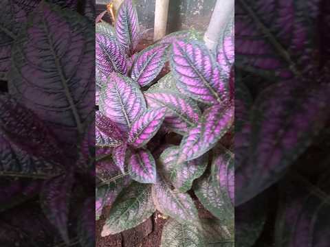 persian shield💜🪴#gardendreams #plants #youtubeshorts #persianshield #trending #gardening #wayanad