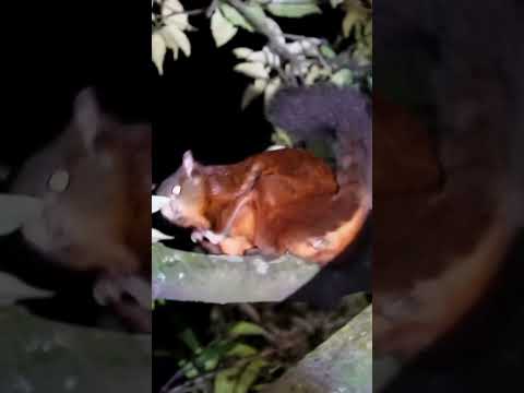 大赤鼯鼠 Red Giant Flying Squirrel #nature #wildlife #mammal