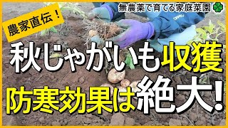 【秋ジャガイモ】収穫のタイミング～防寒効果まで解説！【有機農家直伝！無農薬で育てる家庭菜園】　22/12/3