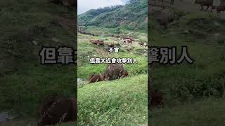 水牛坑總共幾隻牛😂 #旅遊 #機車 #重機 #vlog #動物 #大自然