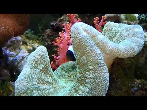 灰嘴黃胸鰭鞍背小丑與共生短地毯海葵Saddleback anemonefish with Haddon’s sea anemone10k