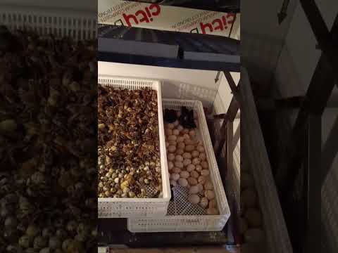 Chicks Hatching || DIY Incubator || SBFarms Bilaspur #layerfarm #incubator #shorts