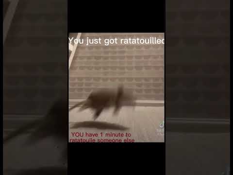 You just got ratatouilled :) #funny #ratatouille