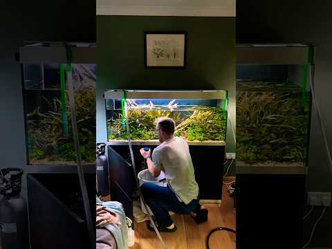 OASE HIGHLINE 400 5 YEAR OLD AQUARIUM - wait until the end! #georgefarmerstudios #oase #aquascape