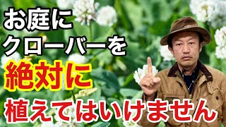 【全力で否定します】 その知られざる理由を教えます　　　 【カーメン君】【クローバー】