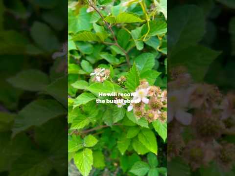 Honey Bee 🐝 pollinating blueberries￼ #urbanfarm #homestead #permaculture #pollinators