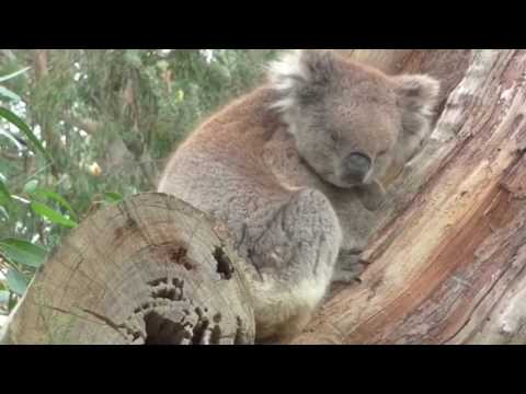 Cleland Wildlife Park, Adelaide, South Australia