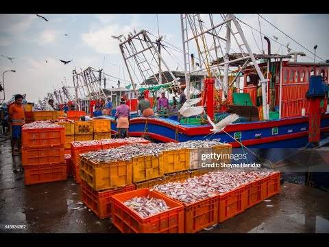 Sights & Sounds of Puthiyappa Fishing Harbour, Kozhikode, Kerala - Shot on 'DJI Osmo Pocket 3'