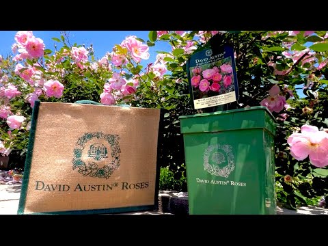 May.2024【DAVID AUSTIN】English rose garden  ※5/21開花状況