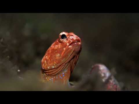 ジョーフィッシュ(Variable Jawfish)#バリ島