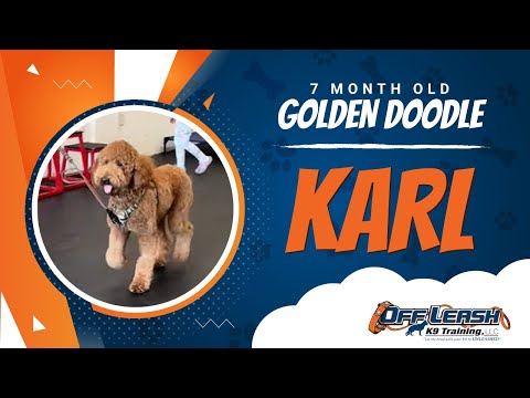 Golden Doodle, 7 Month Old, Karl| Two Week BNT| Best Dog Trainers Northern VA |  Off Leash K9