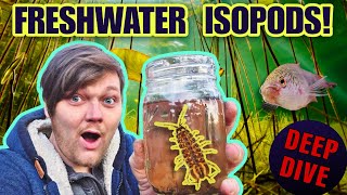 Freshwater Isopods: The Perfect Cleanup Crew & Fish Food?! How to Spawn & Care For Asellus aquaticus