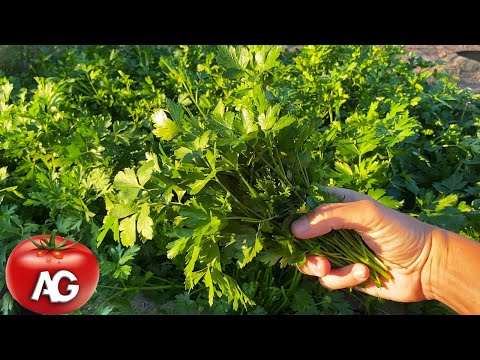 Parsley will give 4 harvests per season if you do this with it