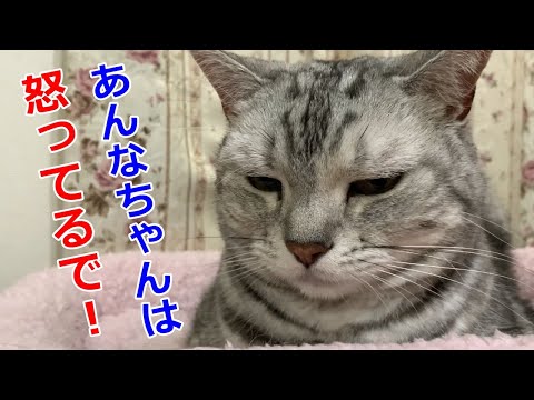 ぷんぷん愚痴が止まらないブサカワ猫のあんなちゃん！関西弁をしゃべる猫🐱おしゃべりペット