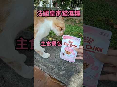 開箱|法國皇家貓濕糧主食餐包#可愛貓咪 #貓糧 #貓主食罐