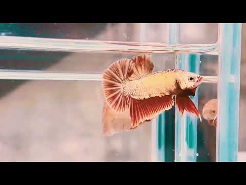 Fins and Fury: Witness Betta Fish Fight for Dominance in Their Tank! | Pondon Aquarium