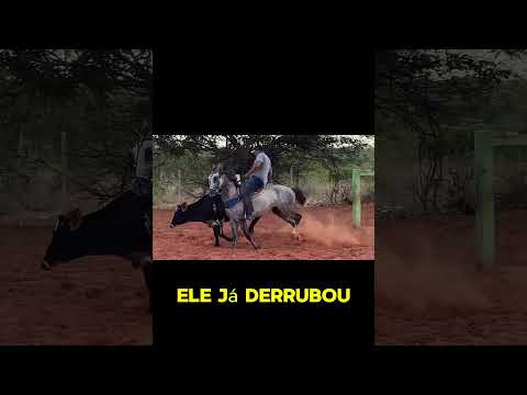 O tão esperado dia chegou! Cavalo Cruzando égua