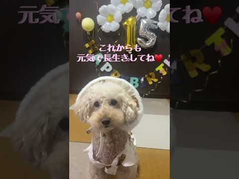 トイプードル15歳になりました #トイプードル #dog #誕生日 #おめでとう