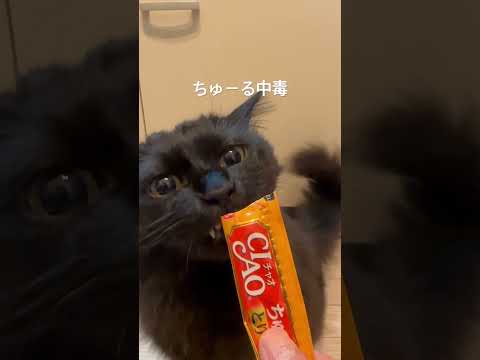 ちゅーるタイム