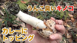 うんこくさいけど美味しいキノコ。カレーに入れたらアウトかな？