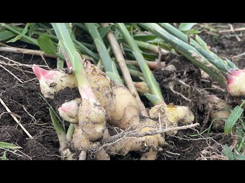 スキマジカン！生姜の収穫✨なかがわ野菊の里【無農薬栽培で伝統農業を楽しむ】 がライブ配信中！