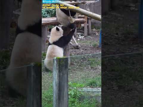 渝可掉下去之后把妹妹也抱下来 After Yu Ke fell, he hugged his sister down too #panda #cute #funny #giantpanda