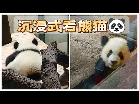 vlog｜🐼 沉浸式观赏！6个月大的熊猫宝宝奇妙时刻！欢迎来到马德里动物园水族馆专题篇！Panda Passion: 西班牙动物园独家｜Zoo Aquarium Madrid｜小米丘XiaoMiChu