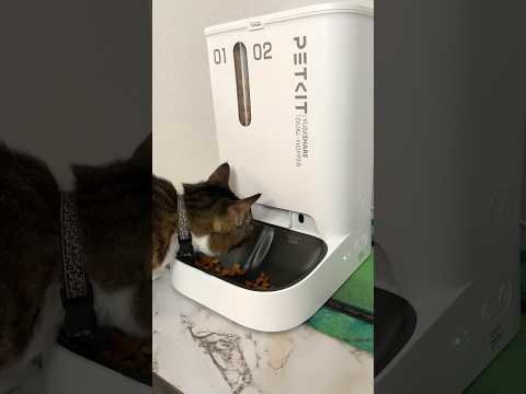 The best automatic feeder! #cats #catlover #automaticfeeder #petkit