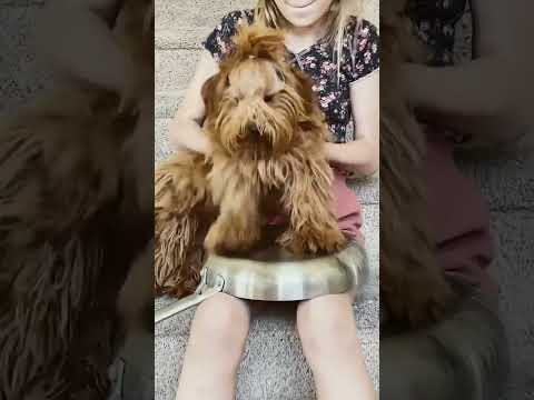 Molly uses the drums #goldendoodle #dogdrums #drums #dog #funny