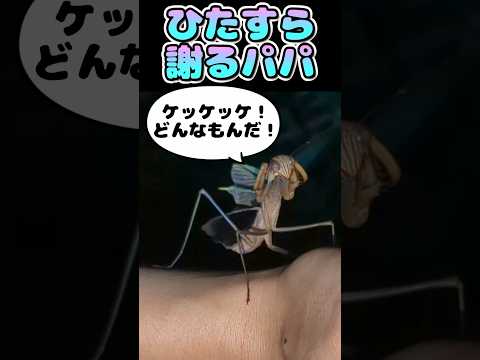 激おこぷんぷんカマキリ君 #昆虫 #虫取り #カマキリ #insects #shorts