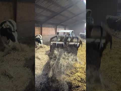 Farm Cows #shorts #fyp #cow #feeding #milking #hoofing