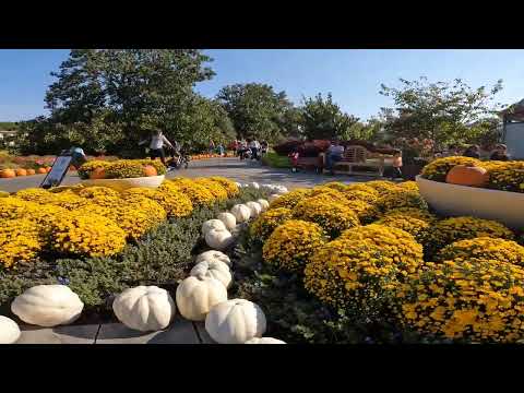 October: pumpkin and flowers