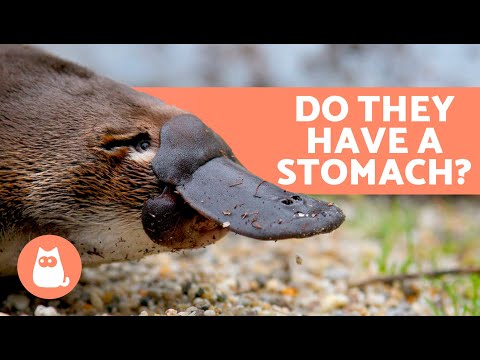 10 FACTS About the PLATYPUS You Didn't Already Know 🤎 Mammals Can Lay Eggs?