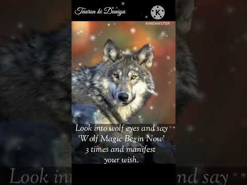 wolf spirit animal |wolf magic begin now #wolf #wolfspirit #wolfmagic