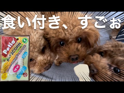 【甘噛み対策】発見！すごい食い付きのデンタルトイ。うちのタイニープードルは歯がキレイ♡