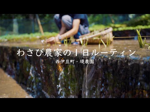 わさび農家の１日ルーティン。本わさびの植え付け作業に密着！【西伊豆町・堤農園】