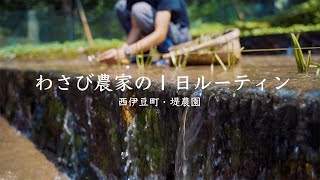 わさび農家の１日ルーティン。本わさびの植え付け作業に密着！【西伊豆町・堤農園】