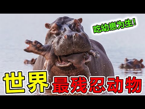 世界上“最残忍”的3种动物，第一名专门吃自己的幼崽为生#科普 #冷知识 #世界之最 #涨知识 #脑洞大开