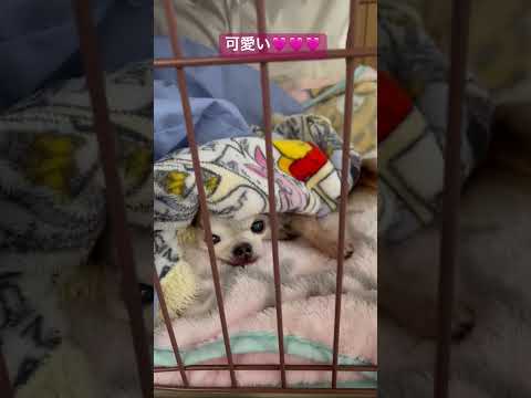 散歩の後まったり中 #老犬 #チワワ #癒し #かわいい #起きた