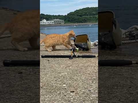 窃盗の現行犯（笑） thief cat　#shorts　#ネコ　#猫